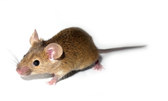 In some studies, CoQ10 seems to help HD mice, but it doesn't work in human HD patients.