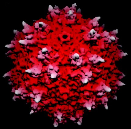 Adeno-associated virus type 2, the virus used to deliver genes to the brains of Parkinson’s Disease patients  