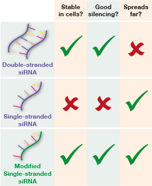 Single-stranded siRNA drugs could combine the silencing power of double-stranded RNA with the ability of single-stranded molecules to spread throughout the brain.  