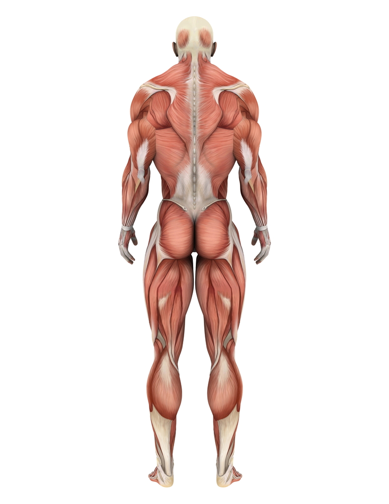 The muscles of the body are comprised fibers, which might be extra excitable in HD.  Could this help contribute to movement symptoms?  