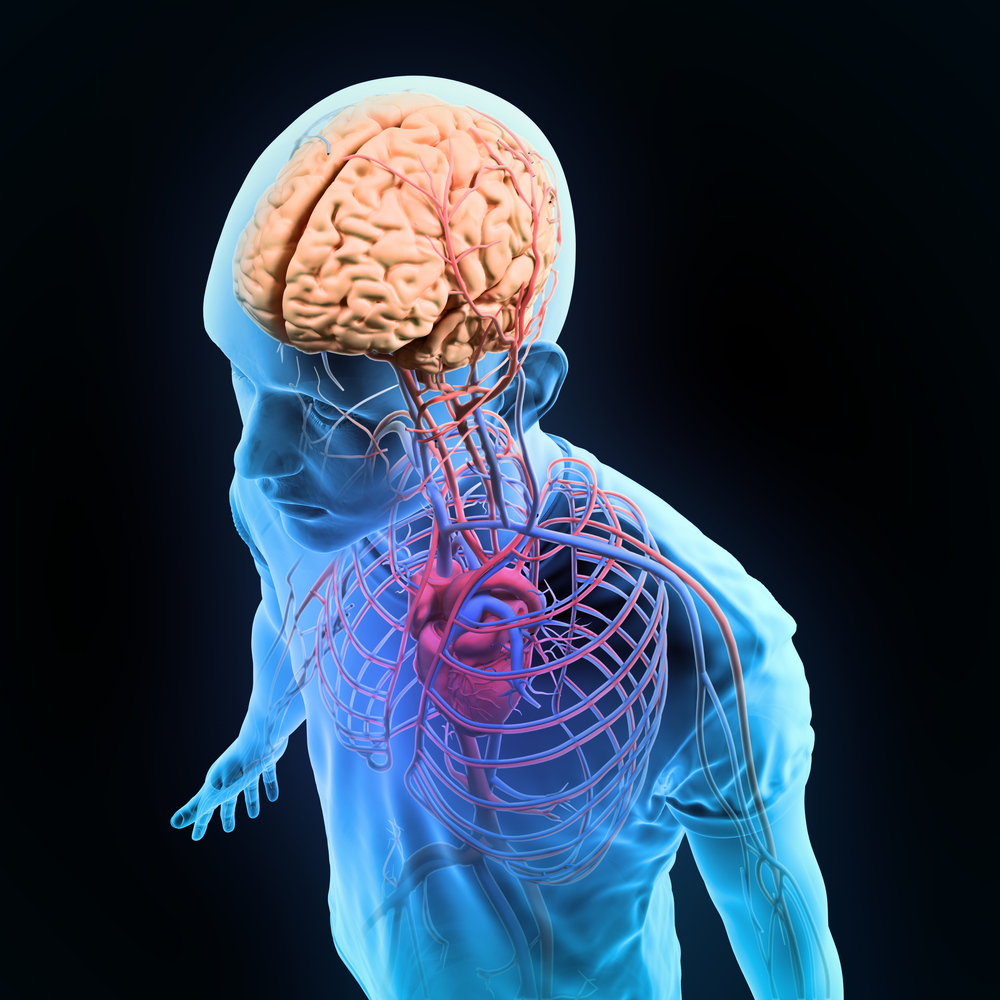 Findings from simple model systems, like yeast, or cells in a dish, don’t always translate to the nervous system of mammals.  