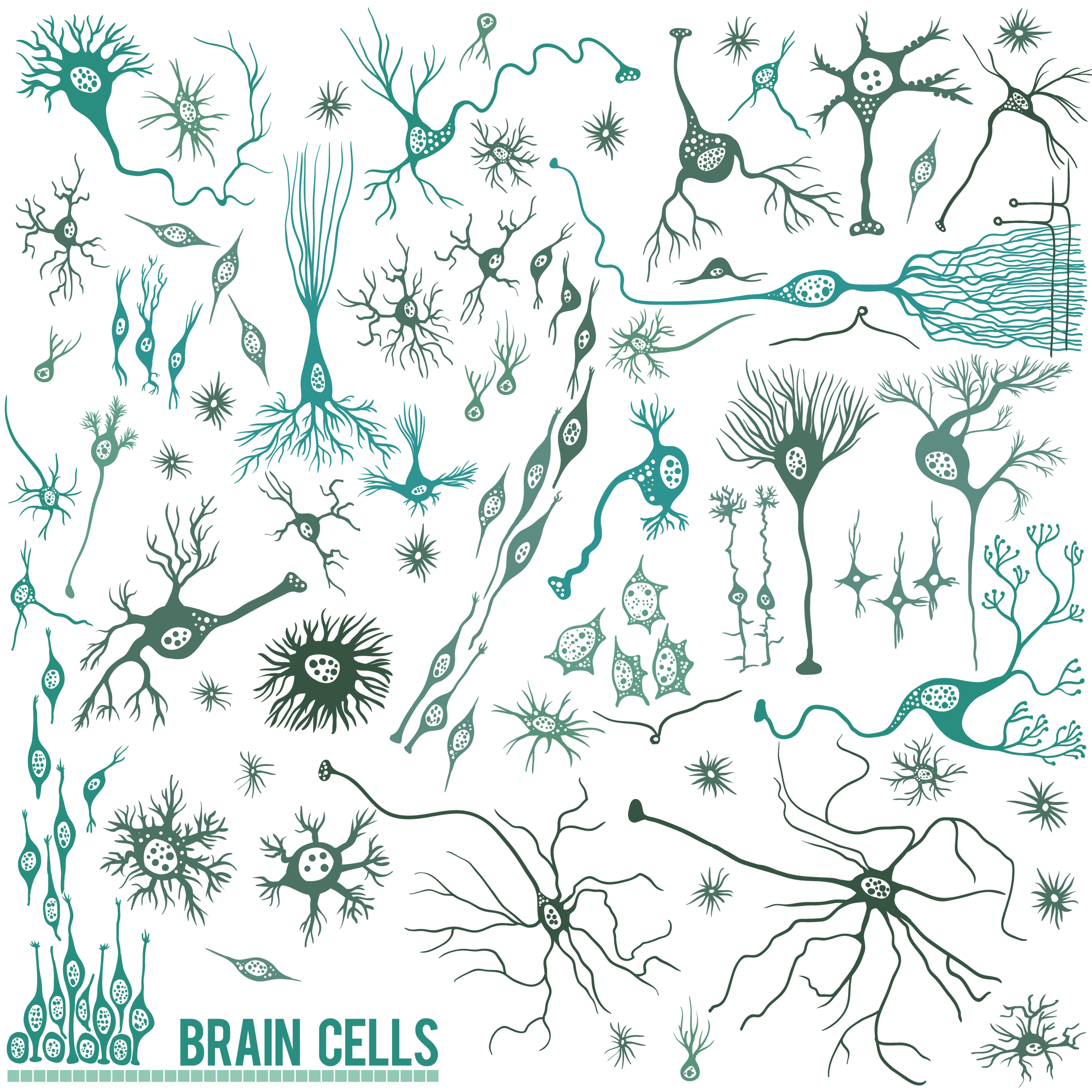 Even though we hear a lot about neurons in HD, the brain is made up of lots of different types of cells that are affected by HD.  