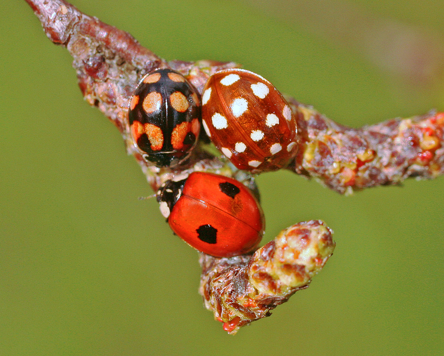 Normally, minuscule genetic variations don’t matter, but in HD, they can be critically important.  
