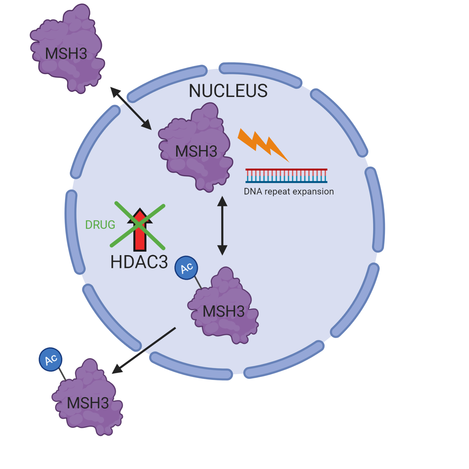 How does the drug reduces DNA repeat expansion?  When an Acetyl group (Ac) is added to MSH3 it is directed out of the nucleus where it cannot access the CAG repeat – hence halting repeat expansions. HDAC3 normally removes this acetyl group (Ac), allowing MSH3 to stay in the nucleus and drive expansions. When scientists treat the cells with this drug, HDAC3 is no longer able to erase the Acetyl mark (Ac), meaning MSH3 gets stuck outside the nucleus where it cannot access the CAG repeat. Schematic made with BioRender.   