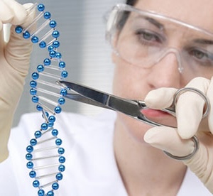The CRISPR system can be thought of as genetic scissors. To edit with CRISPR, a piece of genetic code and a protein that does the cutting are added. The genetic code tells the scissors where to cut. Voila!  