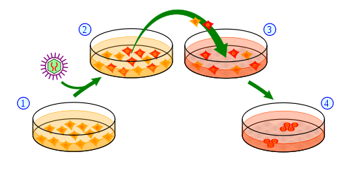 Proces vytváření IPS buněk z buněk kožních. (1) Kožní buňky rostou na misce a jsou k nim přidány geny (2) potřebné k tomu, aby se změnily na kmenové buňky. (3) Část buněk obdrží informaci, že se mají stát pluripotentními kmenovými buňkami (4).  