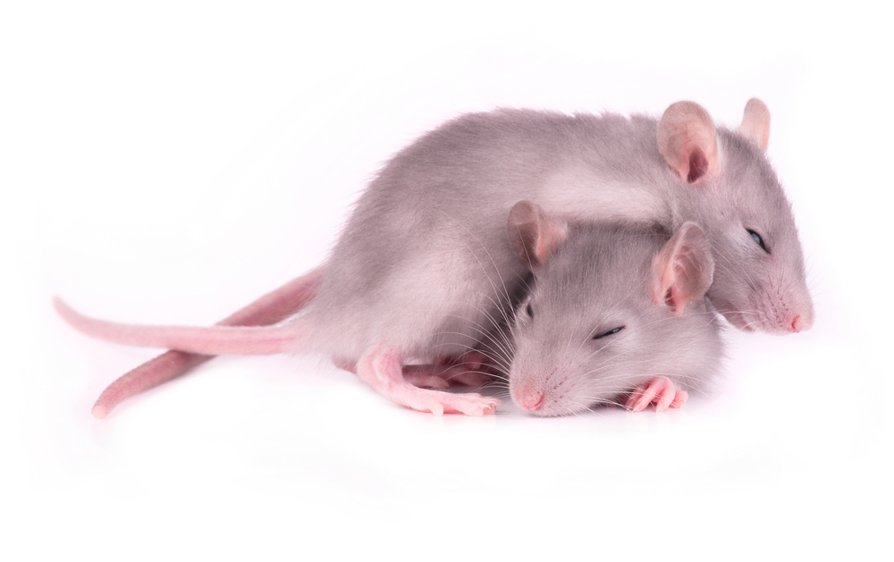 Studie na myších modelech nám pomohly porozumět problémům se spánkem u pacientů s HCH. Povzbuzující je, že obnovení normálního spánku u HCH myší jim pomohlo při problémech s myšlením.  