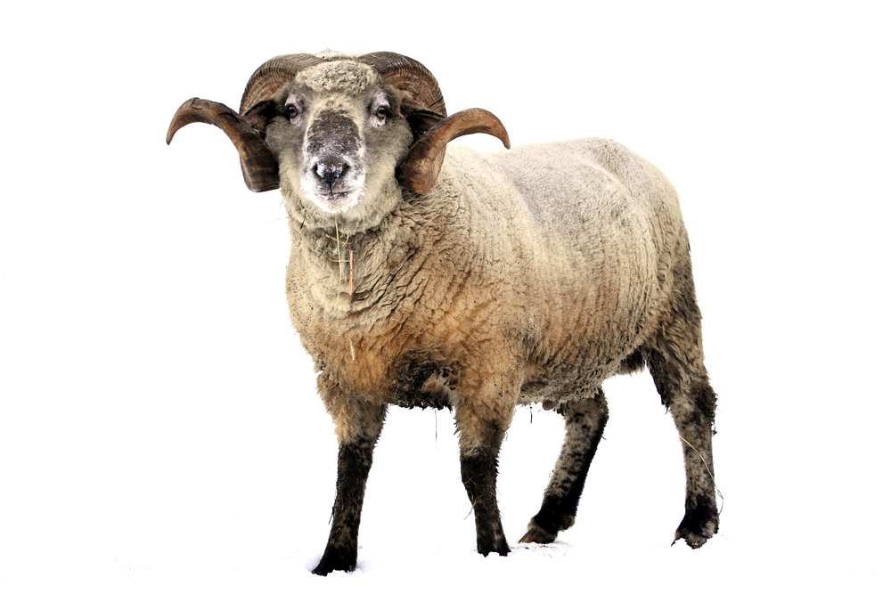 Je potřeba ještě spousta laboratorních testů k tomu, aby ovčí GM1  mohlo být testováno u lidských pacientů s HD ...  