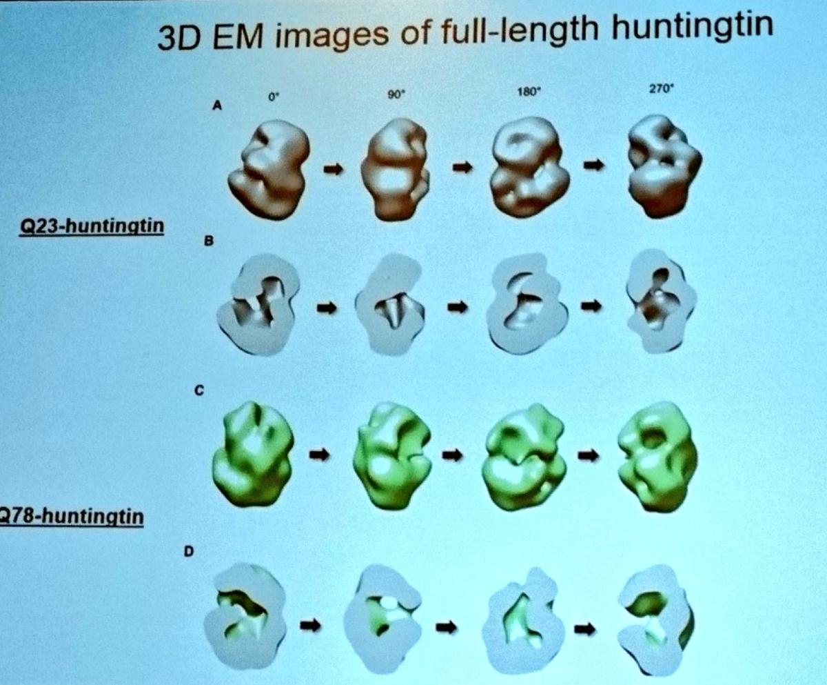 Ihn Sik Seong ukázal tyto fascinující obrázky přibližných tvarů normálního a mutovaného proteinu huntingtin - příčiny HCH  