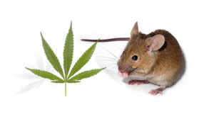 Dvě chemické látky nalezeny v konopí byly testovány u myší, které byly "otráveny" tak, aby vykazovaly HCH  